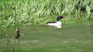 Common Merganser Drake