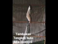 Download Lagu Cendet Madura Tembakan ganas tengkek buto mix love bird