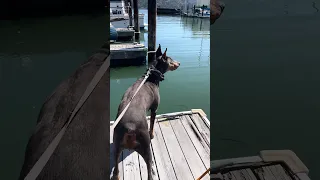 Good morning! #fyp #dream #boat #doberman #pets