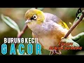 Download Lagu masteran burung kecil nembak ngeroll keras