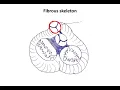 Download Lagu Fibrous skeleton of heart