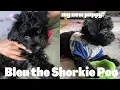 My New Pup Bleu Chew the Shorkie Poo