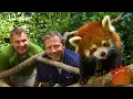 Red Panda s Secret Life Tree Climbing Scent Marking and More