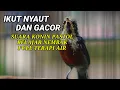 Download Lagu BIKIN GACOR !!! TERAPI KONIN SUARA AIR COCOK UNTUK TERAPI \u0026 PANCINGAN KOLIBRI NINJA AGAR BUNYI