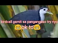 Lagu pang tawag sa tikling white breasted water hen bird call