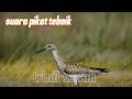 Download Lagu Suara pikat burung trinil sawah/rawa‼️sangat jernih ampuh buat panggil kawan nya💯#suarapikatampuh