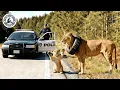 Lagu Animal Rescue Lion Cub Blocks Road to Save Its Trapped Mother #21