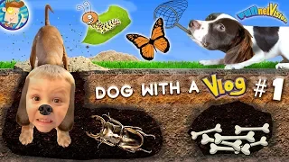 Dog with a VLOG Rose Chase the Dirt Diggers Bug Catching Fun FUNnel Family Doggy Vloggy