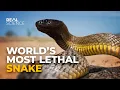 Lagu Why This Is the Deadliest Venom in the World
