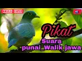 Download Lagu SUARA PIKAT AMPUH BURUNG PUNAI | PUNAI SIUL | SUARA WALIK SIUL | PUNAI JAWA @Dogsulsniper