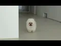 Download Lagu Een hond die niet geborsteld wil worden, probeert haar baasje te bijten! De verandering in Pongki...