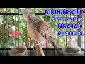 Lagu Perkutut Lokal Gacor Suara Super Kristal - Pancingan Malas Bunyi  (99%AMPUH BANGET)