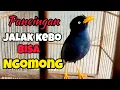 Download Lagu MASTERAN DAN PANCINGAN JALAK KEBO BISA NGOMONG