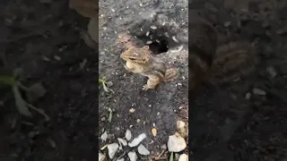 Me SpongeBob finally came out so I had to do a live video, what a great day #chipmunks #spongebob