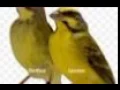 Download Lagu Ini dia raja masteran pleci yang paling dicari pecinta burung