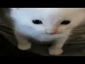 cat gifs but I added sound effects
