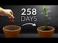 Cherry tree time-lapse