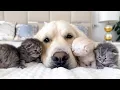 Download Lagu Heartwarming! Kittens Believe Golden Retriever Is Their Mommy