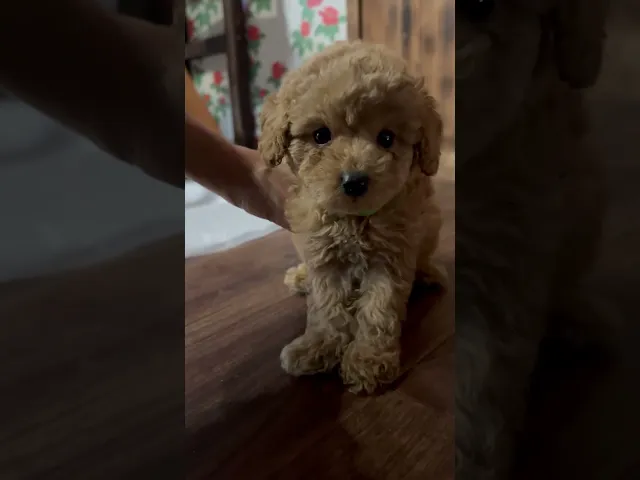 動画