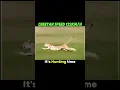 Download Lagu Cheetah vs Gazelle😳☠️ #shorts #trending #animals #cheetah #gazelle #speed #funny