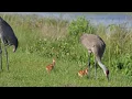 Wild Wonders of America Sandhill Cranes in Florida by Karen King