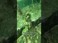 Download Lagu Stealth Urchin Assassin - The Camouflaged Kelp Crab