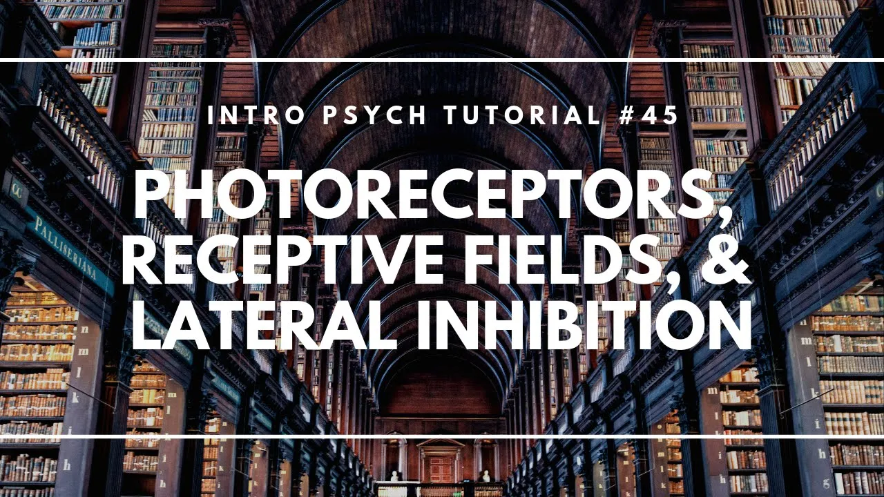 Photoreceptors, Receptive Fields, and Lateral Inhibition (Intro Psych Tutorial #45)