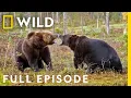 Download Lagu Enemy Within: The Battle for Survival (Full Episode) | Animal Fight Night