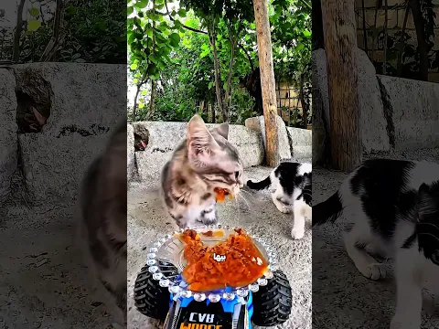 بعتلهم عربية فيها أكل… والقطط اتعاملت معاها بطريقة غريبة! 😂🐱