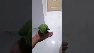 فرخ الببغاء الدرة الهندي ببغاء ترفيهي 