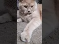 Download Lagu Глобус #котмишель #прикол #cat #юмор #кот #настроение #стэтхэм #ржака #теща #смех  #позитив