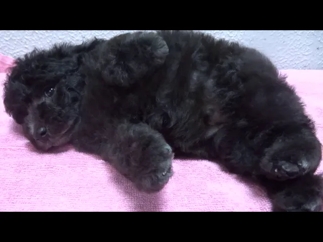動画