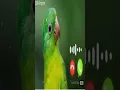 Download Lagu Cute baby message Ringtone |I Message tone Cute sms Ringtone Love ringtone |notification tonel||