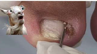 O LABAFERO AQUI FOI GRANDE/ Reaction com Nagel 