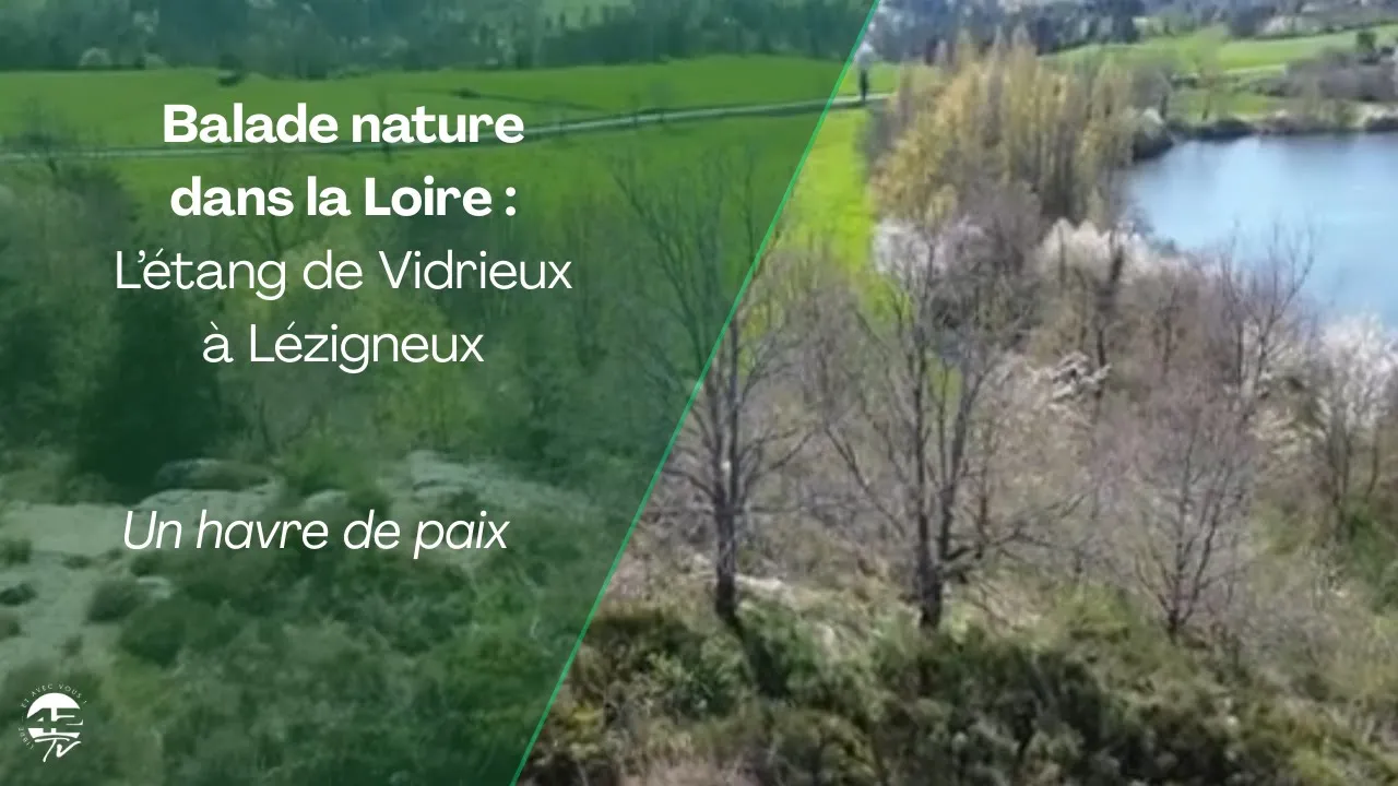 ⁣Balade nature dans la Loire : l’étang de Vidrieux à Lézigneux