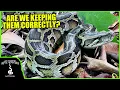 BURMESE PYTHONS IN THE WILD Are we keeping them correctly