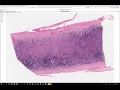 How to access the virtual microscope
