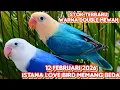 Lagu STOK BARU SUPER MEWAH✓12 FEBRUARI 2025✓HARGA MIRING