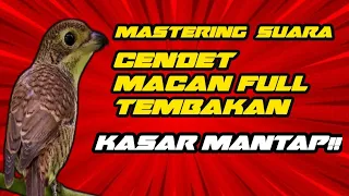 Download Cendet Macan full Tembakan Suara Kasar!! MP3