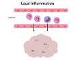 Intro to Innate Immunity 2025 Part 4