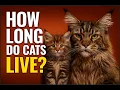 Lifespan of Every Cat Breed How Long Cats Live