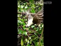 Download Lagu Suara pikat burung cucak kucing (paruh kait)