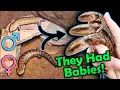 Our Blue-Tongued Skinks had SURPRISE BABIES in the Zoo