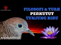 Download Lagu Ciri dan Mitos Perkutut Tunjung Biru
