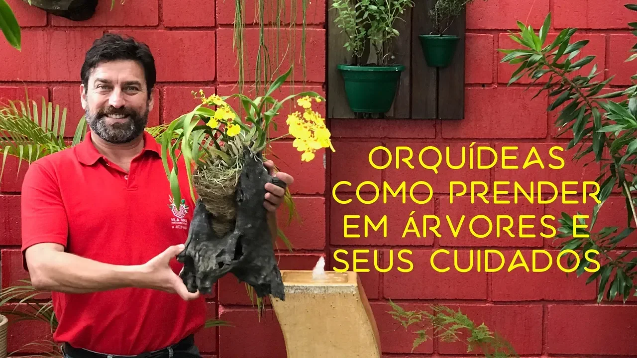ORQUÍDEAS COMO PRENDER EM ÁRVORES E SEUS CUIDADOS