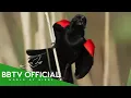 Download Lagu Birds Of US | Most Beautiful Birds In The United States | Wildlife Documentary |  BBTV Official
