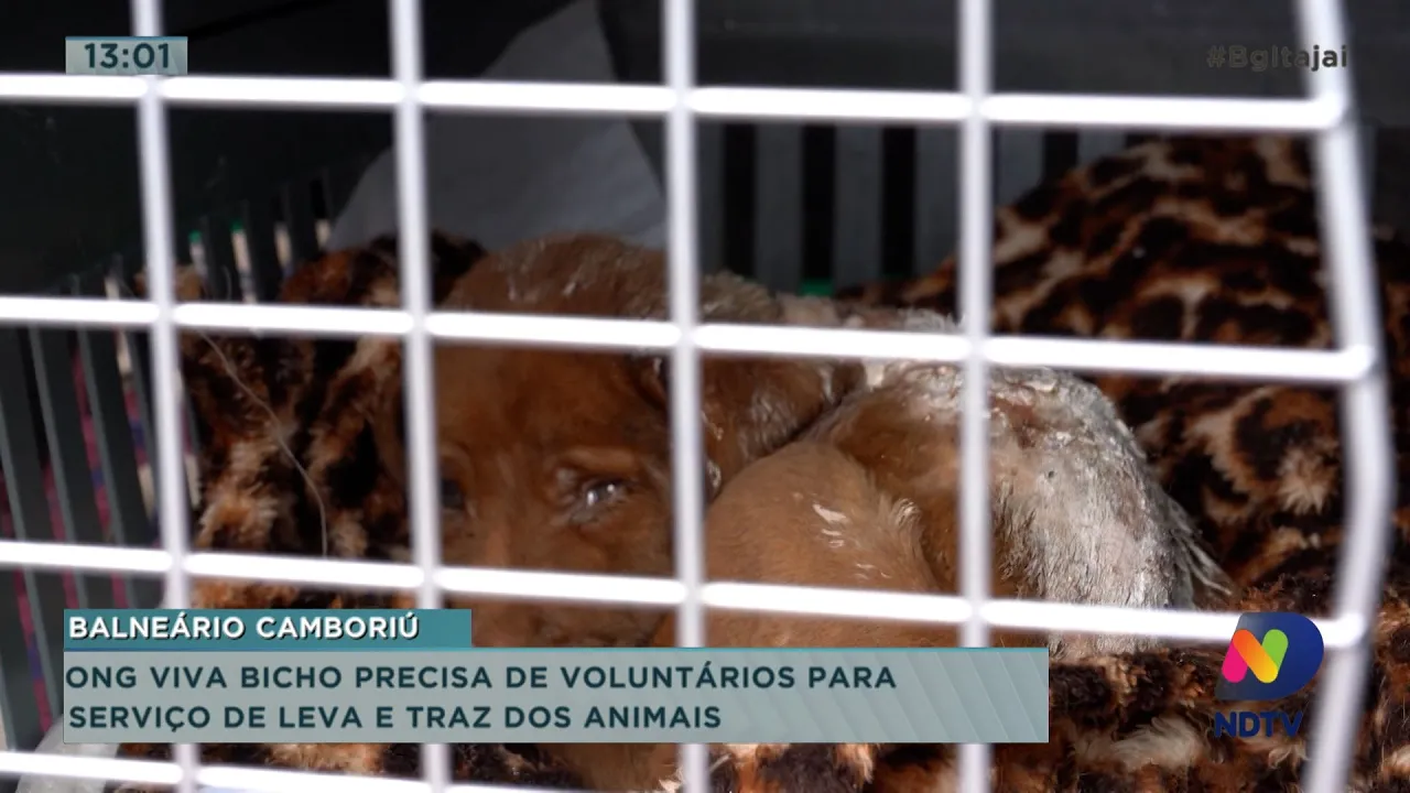 ONG Viva Bicho precisa de voluntários para serviço de leva e traz dos animais