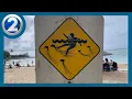 Box Jellyfish advisory issued after multiple people stung in Waikiki