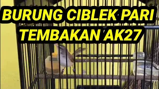 Download BURUNG CIBLEK PARI/CIPAR ISIAN AK47 MP3