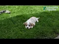 Loving Cocker Spaniel Puppies